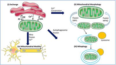 The Role of Impaired Mitochondrial Dynamics in MFN2-Mediated Pathology